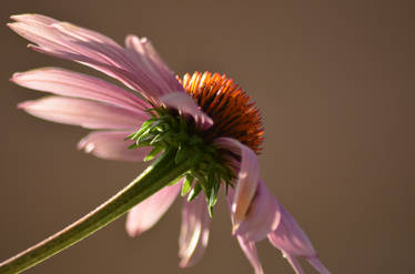 Beautiful flower