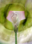 Flower Girls - Calla Lily by jmh725