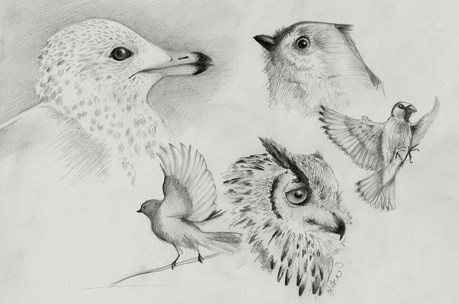 Bird sketches