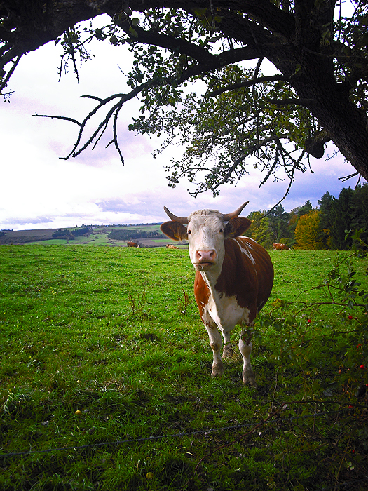 Was guckst du?