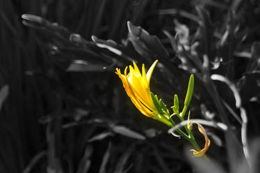 Yellow Flower