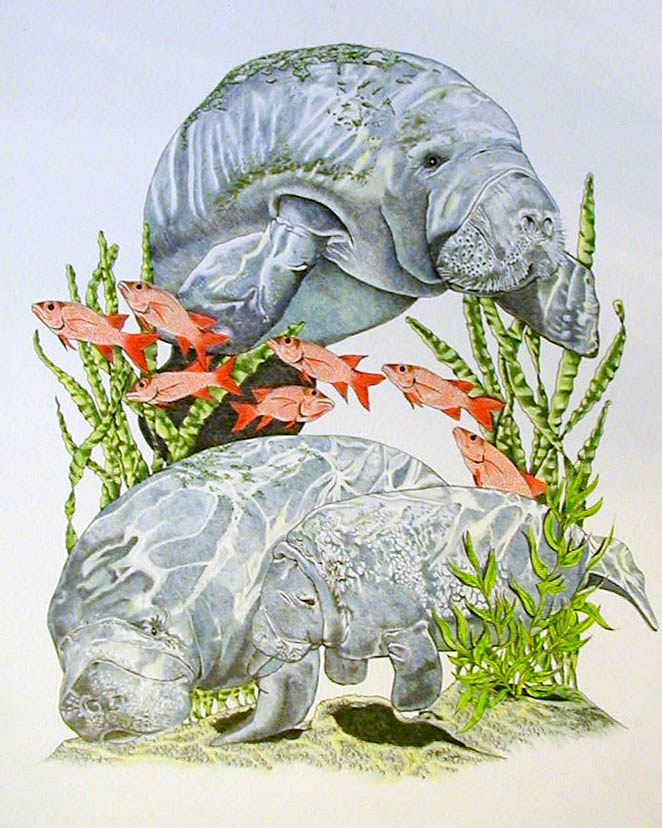 Manatees by BeckyLiv