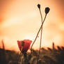 Beautiful sunset