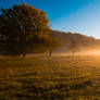 Sunrunse