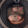 rats in a tube