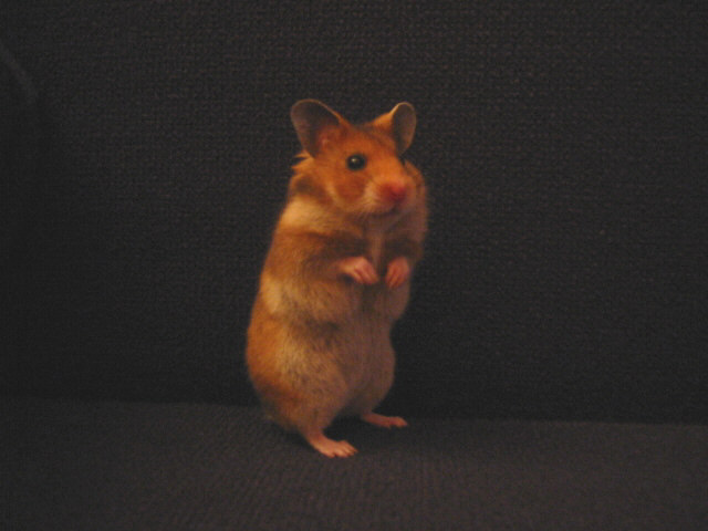 hamster