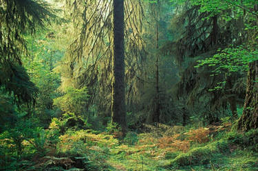 Olympic National Park