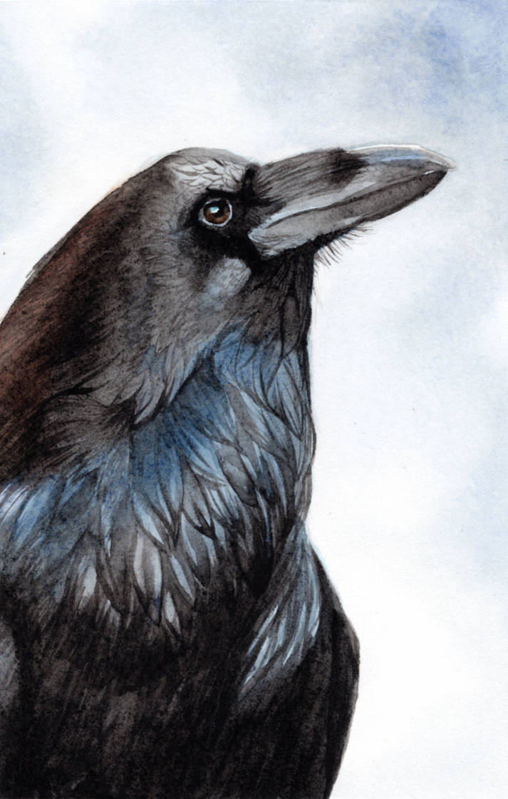 Raven study by Thanda on DeviantArt