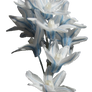 hyacinth PNG
