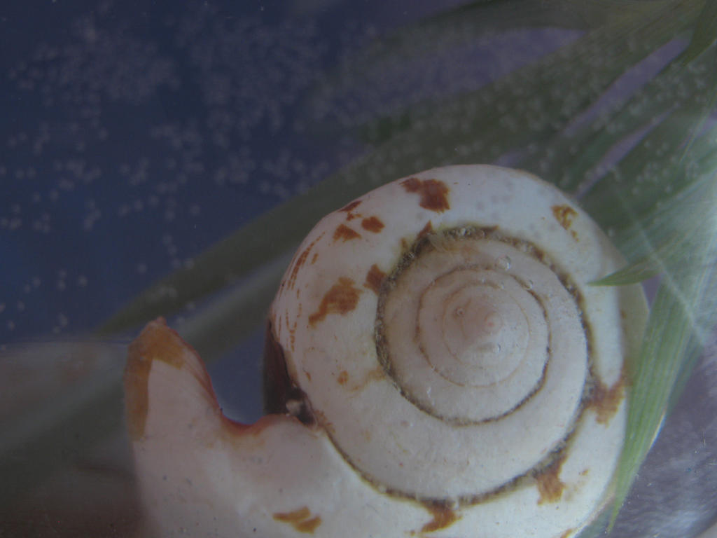 Seashell 7 seashell 7 by Amalus on DeviantArt