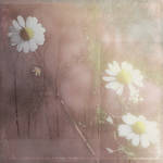 camomiles by Amalus