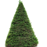 spruce png
