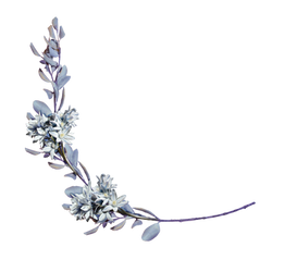 hyacinths with a laurel branch png