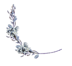 hyacinths with a laurel branch png