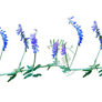 tufted vetch png