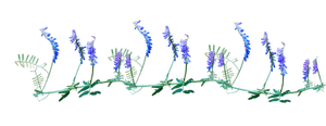 tufted vetch png