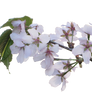 apple blossoms PNG