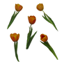 tulips PNG