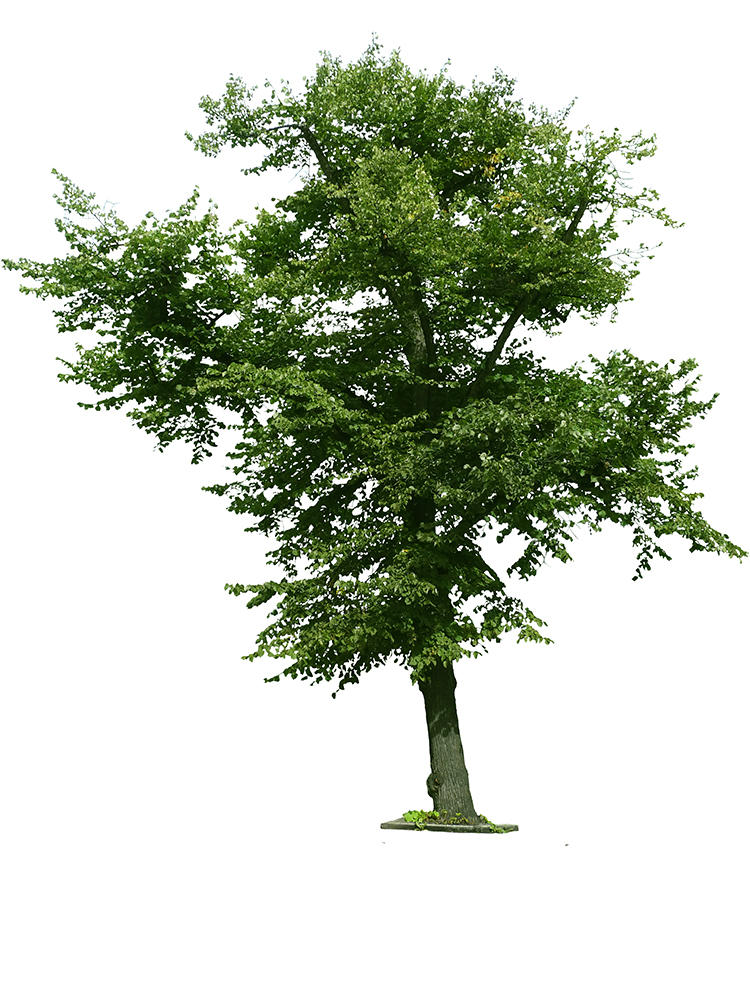 big tree png by Amalus on DeviantArt