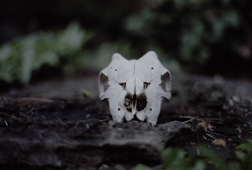 Skull 2