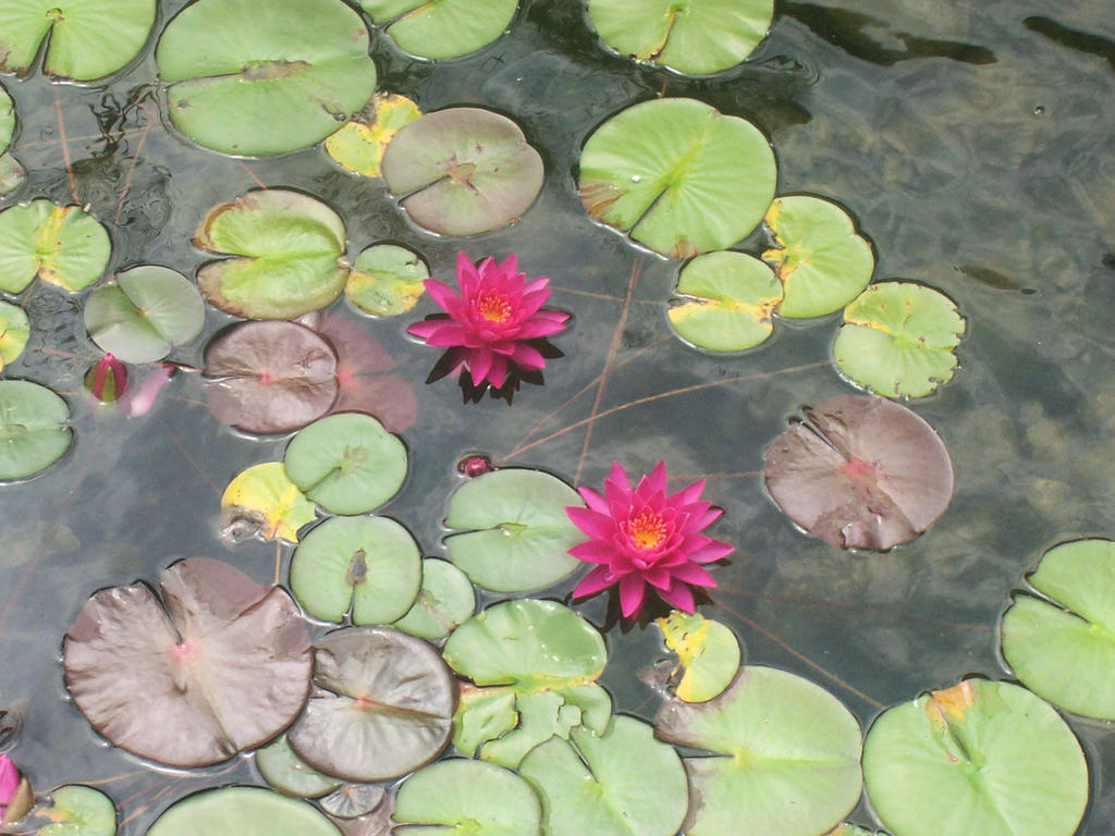 Floating Calm Floating Calm by EclecticFrid on DeviantArt
