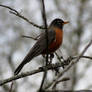 Winter Robin