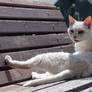 A White Cat
