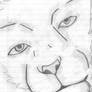 lion I drew foar yancy :3