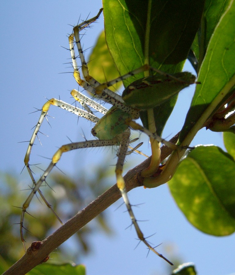 Spider Back lit