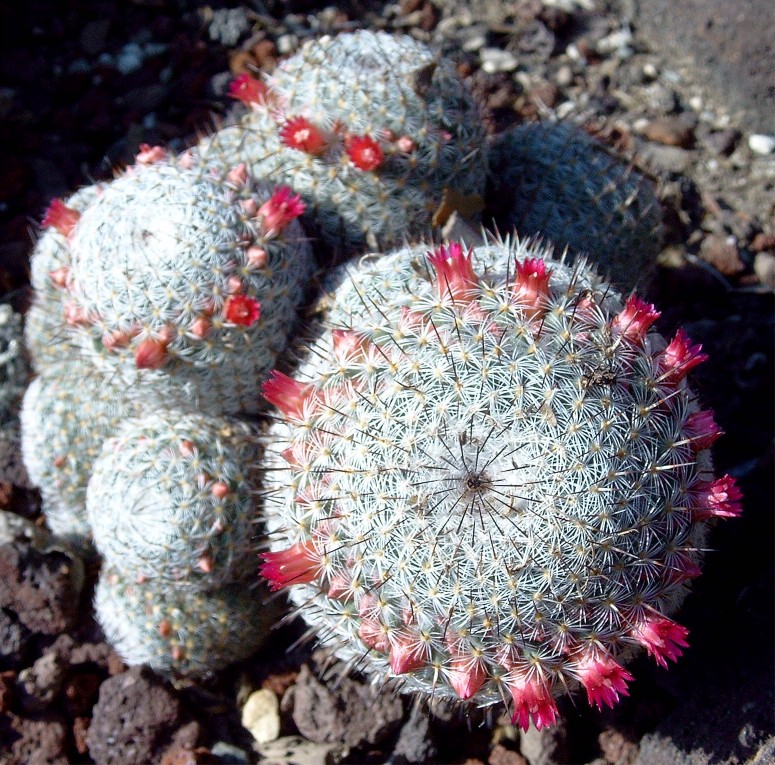 Red and Blue flowers.