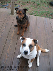 Buddy and Cheyenne on a Rainy Deck