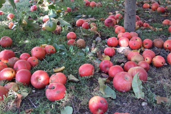 Fallen Apples