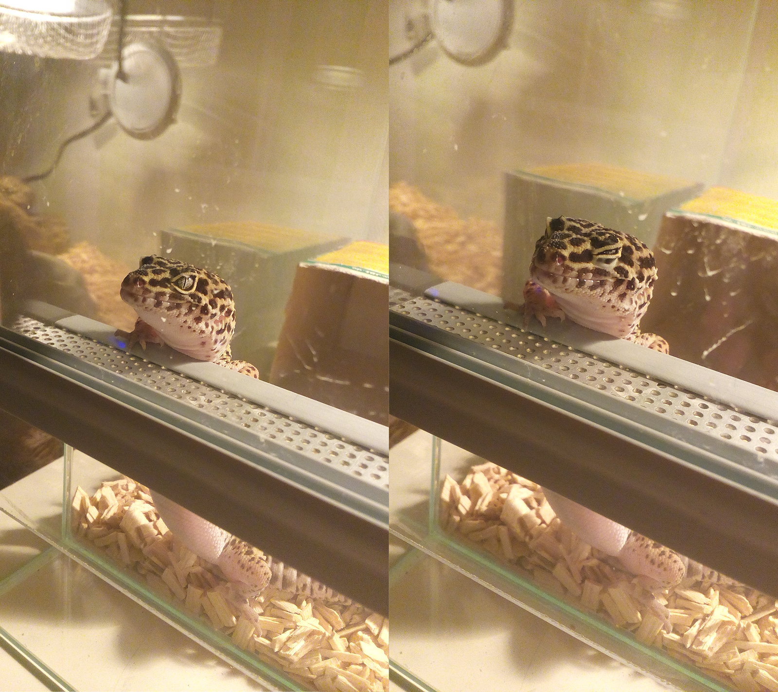 Happy gecko