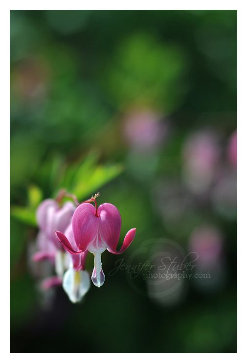 Bleeding Heart