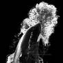 Black Spray