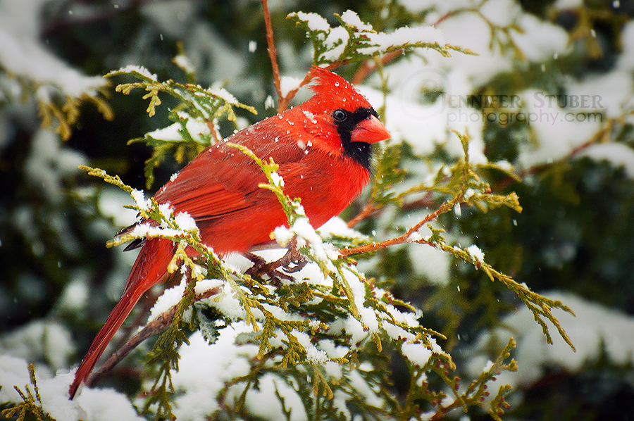 Winter Cardinal