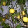 lemon tree