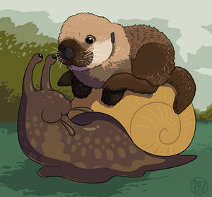Baby Otter Riding a Snail