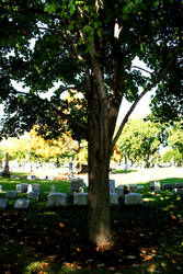 tree in front of graves