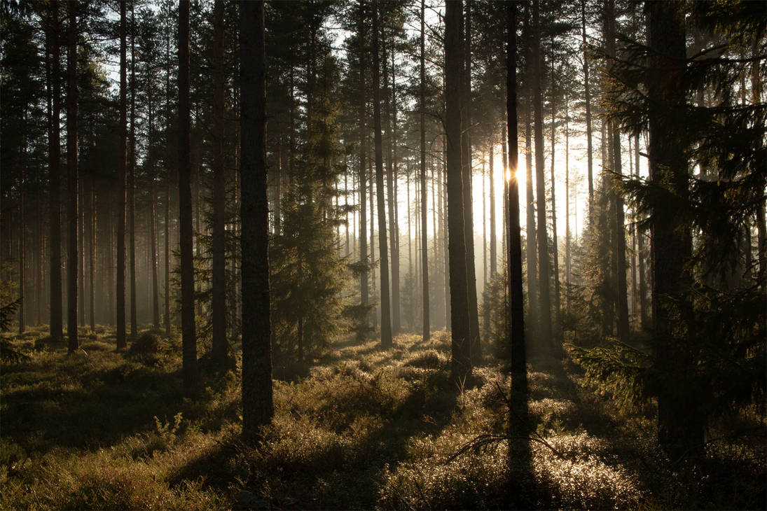 Soothing forest