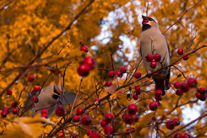 Waxwing's breakfast in the autumn morning