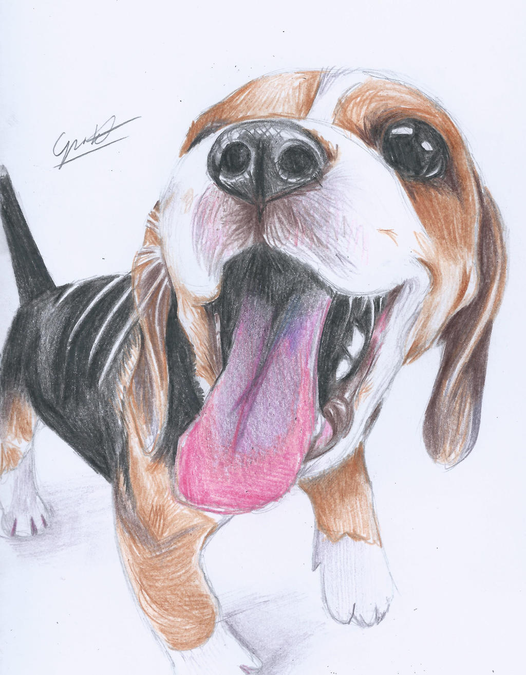 Beagle