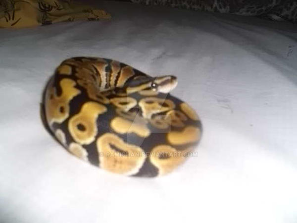 Siren: Ball Python Hatchling by ramichan on DeviantArt