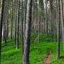 Winding Forest