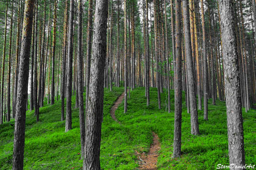 Winding Forest by StarrDanielArt