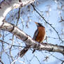 Perched Robin