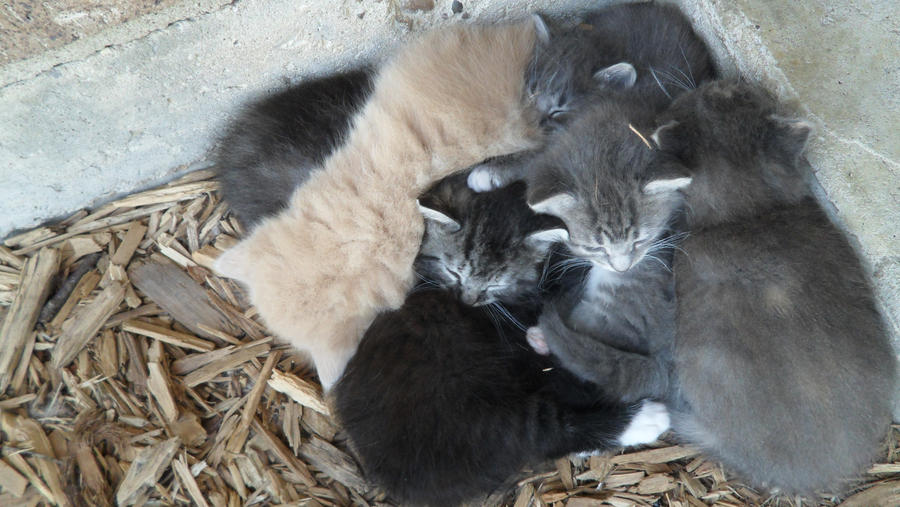 Sleeping kittens