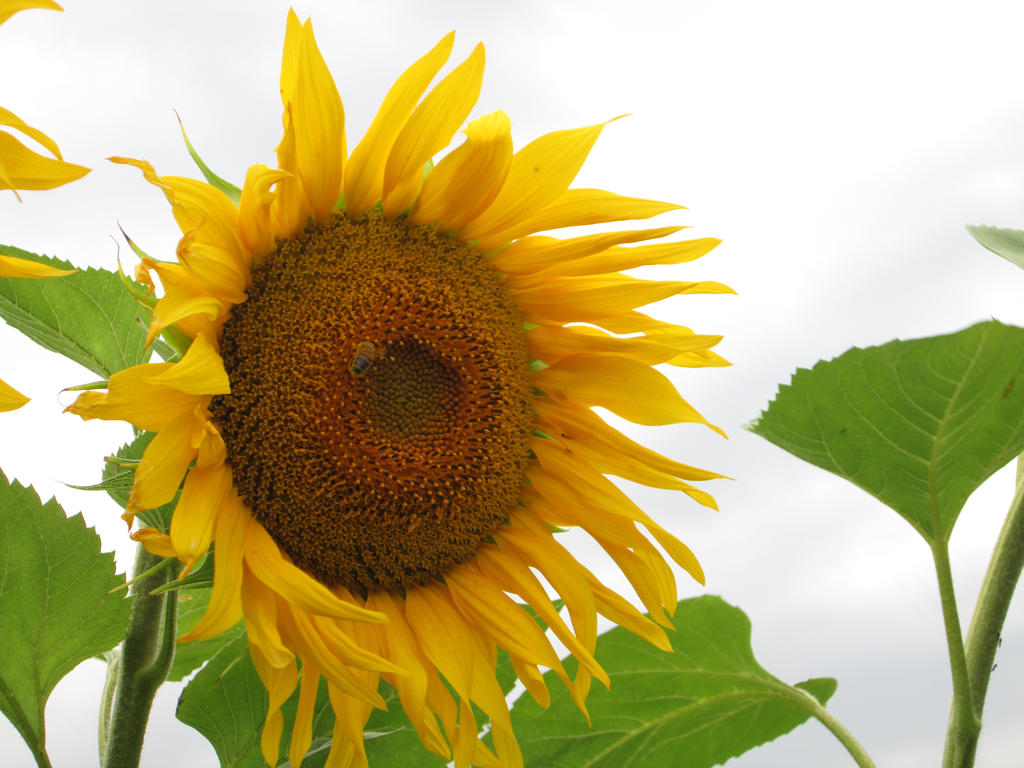 Sunflower in a rainy day