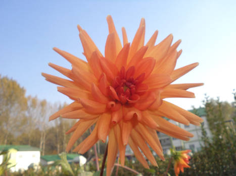 Orange Dahlia