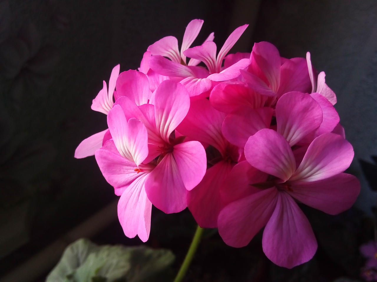 pink flowers